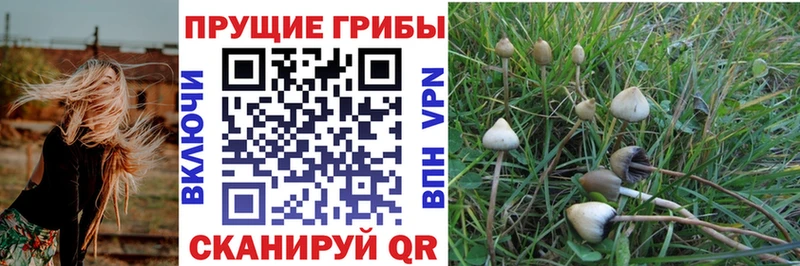 Псилоцибиновые грибы мицелий  Никольское 